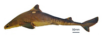 To FishBase images (<i>Squalus quasimodo</i>, Brazil, by Viana, S.)