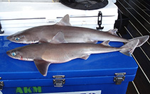 Image of Squalus raoulensis (Kermadec spiny dogfish)