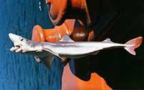 To FishBase images (<i>Squalus suckleyi</i>, Canada, by Modder, T.)