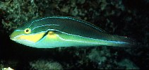 To FishBase images (<i>Stethojulis albovittata</i>, by Randall, J.E.)