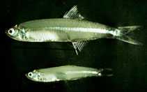 Image of Stolephorus apiensis (Samoan anchovy)