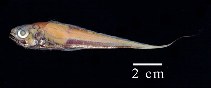 To FishBase images (<i>Steindachneria argentea</i>, Colombia, by Duarte, L.O.)