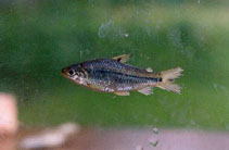 To FishBase images (<i>Steindachnerina argentea</i>, Peru, by Galtier Delbosc, M.)