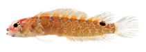To FishBase images (<i>Starksia atlantica</i>, by C.C. Baldwin et al.)