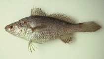 To FishBase images (<i>Stellifer brasiliensis</i>, Brazil, by Carvalho Filho, A.)