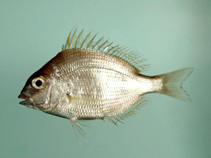 To FishBase images (<i>Stenotomus caprinus</i>, by NOAA\NMFS\Mississippi Laboratory)