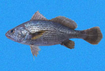 To FishBase images (<i>Stellifer chrysoleuca</i>, El Salvador, by Robertson, R.)