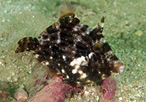 To FishBase images (<i>Stephanolepis cirrhifer</i>, Hong Kong, by Arthur Chung@114°E Hong Kong Reef Fish Survey)