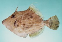 To FishBase images (<i>Stephanolepis diaspros</i>, Oman, by Randall, J.E.)