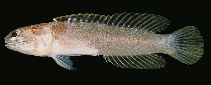 To FishBase images (<i>Stalix dicra</i>, Papua New Guinea, by Randall, J.E.)