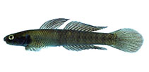 To FishBase images (<i>Stiphodon elegans</i>, Palau, by Winterbottom, R.)