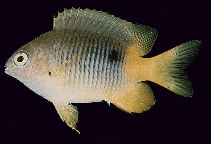 To FishBase images (<i>Stegastes emeryi</i>, Pitcairn, by Randall, J.E.)
