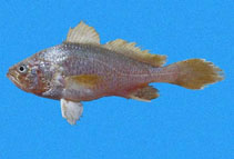 To FishBase images (<i>Stellifer ephelis</i>, El Salvador, by Robertson, R.)