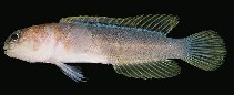 To FishBase images (<i>Stalix eremia</i>, Papua New Guinea, by Randall, J.E.)