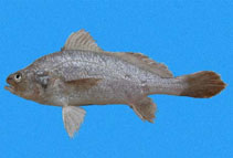 To FishBase images (<i>Stellifer ericymba</i>, Panama, by Robertson, R.)