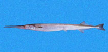 To FishBase images (<i>Strongylura exilis</i>, Panama, by Robertson, R.)