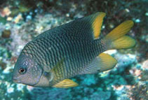To FishBase images (<i>Stegastes flavilatus</i>, Mexico, by Allen, G.R.)