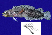 To FishBase images (<i>Starksia fulva</i>, Panama, by Allen, G.R.)