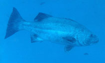 Image of Stereolepis gigas (Giant seabass)