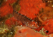To FishBase images (<i>Starksia hassi</i>, by Itriago, H.)