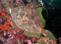 To FishBase images (<i>Stephanolepis hispida</i>, USA, by Cox, C.D.)