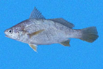 To FishBase images (<i>Stellifer illecebrosus</i>, Panama, by Robertson, R.)