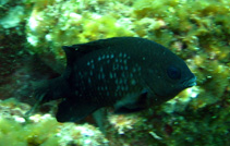 To FishBase images (<i>Stegastes imbricatus</i>, Cape Verde, by Wirtz, P.)