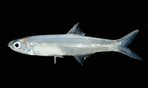 To FishBase images (<i>Stolephorus indicus</i>, Thailand, by Ratmuangkhwang, S.)