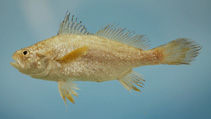 To FishBase images (<i>Stellifer lanceolatus</i>, by NOAA\NMFS\Mississippi Laboratory)