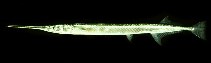 Image of Strongylura leiura (Banded needlefish)