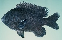 To FishBase images (<i>Stegastes limbatus</i>, Mauritius, by Randall, J.E.)