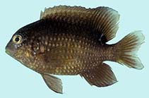 To FishBase images (<i>Stegastes lividus</i>, Thailand, by Winterbottom, R.)
