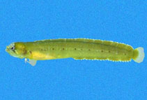 To FishBase images (<i>Stathmonotus lugubris</i>, Mexico, by Robertson, R.)