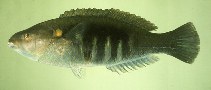 To FishBase images (<i>Stethojulis maculata</i>, Japan, by Randall, J.E.)
