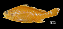 To FishBase images (<i>Stellifer macallisteri</i>, Venezuela, by Chao et al., 2021)