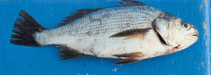 To FishBase images (<i>Stellifer minor</i>, Peru, by Eakins, R.)