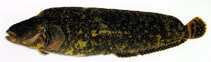 To FishBase images (<i>Stichaeopsis nana</i>, Japan, by Miyahara, H.)