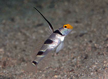 To FishBase images (<i>Stonogobiops nematodes</i>, Hong Kong, by Andy Cornish@114°E Hong Kong Reef Fish Survey)