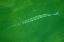 To FishBase images (<i>Strongylura notata forsythia</i>, USA, by JJPhoto)