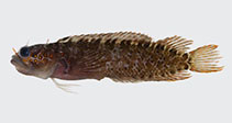 To FishBase images (<i>Starksia ocellata</i>, USA, by Baldwin, C.C.)