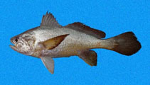 To FishBase images (<i>Stellifer oscitans</i>, Panama, by Robertson, R.)
