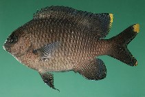 To FishBase images (<i>Stegastes pelicieri</i>, Mauritius, by Randall, J.E.)