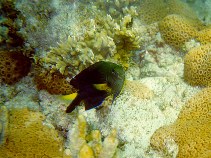 Image of Stegastes pictus (Yellowtip damselfish)