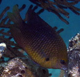 To FishBase images (<i>Stegastes planifrons</i>, Bahamas, by Steele, M.A.)
