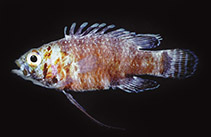 To FishBase images (<i>Steeneichthys plesiopsus</i>, Australia, by Allen, G.R.)