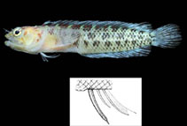 To FishBase images (<i>Starksia posthon</i>, Panama, by Allen, G.R.)