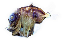 To FishBase images (<i>Sternoptyx pseudobscura</i>, by Mincarone, M.M.)