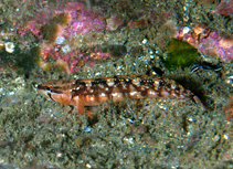 To FishBase images (<i>Stichaeus punctatus punctatus</i>, by Lavan, J.)