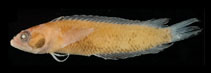 Image of Starksia robertsoni (Panama blackcheek shy blenny)