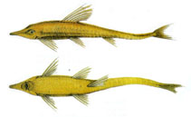 To FishBase images (<i>Sturisoma rostratum</i>, by Stawikowski, R.)